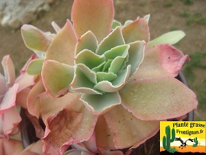 Echeveria guerrerensis