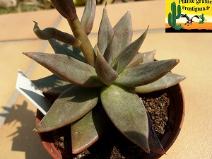 Echeveria humilis