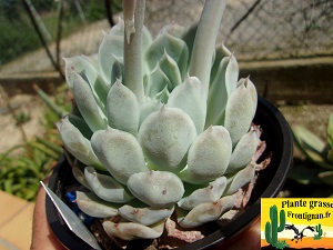 Echeveria hyalina