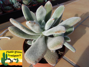 Plante hirsute Echeveria leucotricha