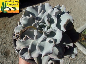 Echeveria lilacina Crispate Beauty