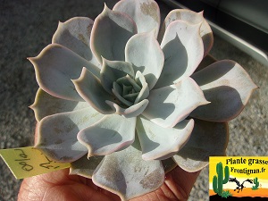 Echeveria lilacina