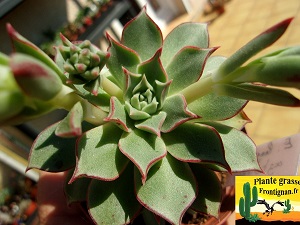 Echeveria longissima var aztatlensis