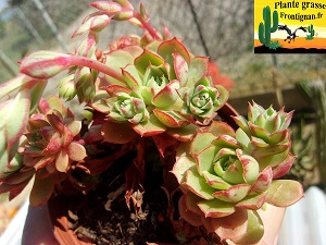 Echeveria longissima var brachyantha