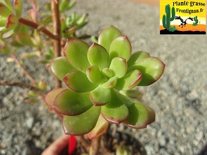 Echeveria macdougallii Lachiguiri