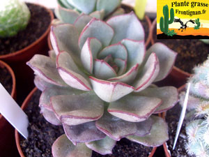 Echeveria moranii