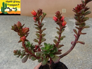 Echeveria multicaulis