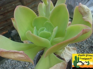 Echeveria pallida