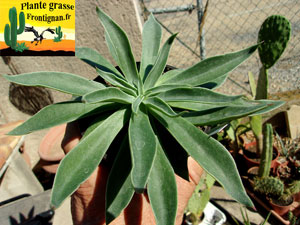 Echeveria paniculata