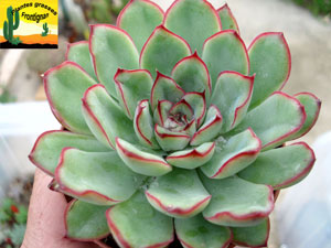 Echeveria pulidonis