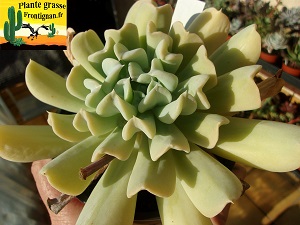 Echeveria runyonii Topsy Turvy