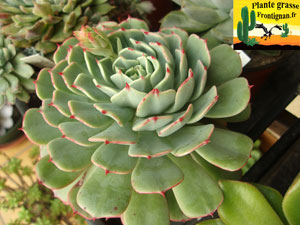 Echeveria secunda Hidalgo