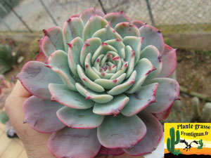 Echeveria secunda Puebla