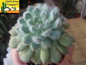 Echeveria setosa var setosa