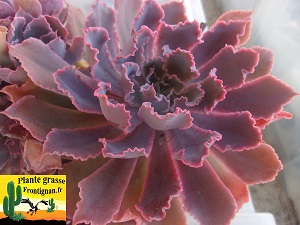 Echeveria shaviana Pink Frills