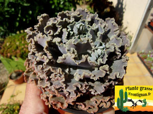 Echeveria shaviana Truffles