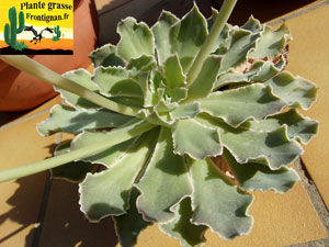 Echeveria shaviana