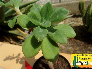 Echeveria spectabilis