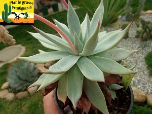 Echeveria subalpina