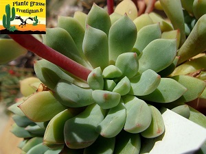 Echeveria subcorymbosa