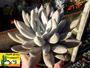 Echeveria tolimanensis