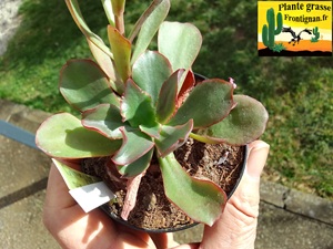 Echeveria triquiana