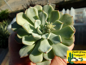 Echeveria turgida