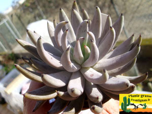 Echeveria unguiculata