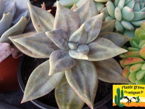 Echeveria xichuensis