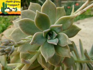 Graptopetalum Crepusculo