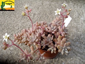 Graptopetalum Mirinae