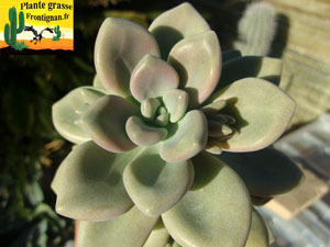 Graptopetalum PGF61 mendozae x amethystinum