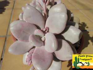 Graptopetalum amethystinum