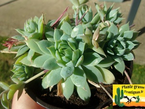 Graptopetalum macdougallii
