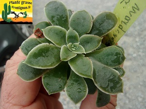 Graptopetalum marginatum