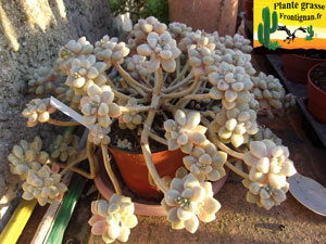 Graptopetalum mendozae