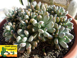 Graptopetalum pachyphyllum