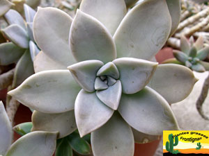 Graptopetalum paraguayense