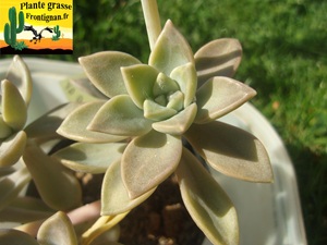 Graptopetalum paraguayense ssp bernalense