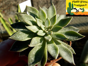 Graptopetalum rusbyi