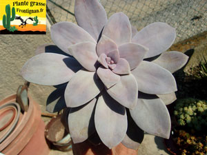 Graptopetalum superbum