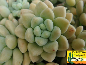 Graptosedum Paseo