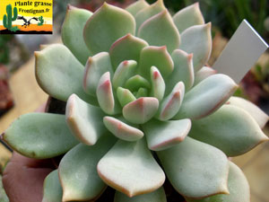 Graptoveria A Grim One