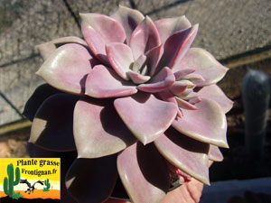 Graptoveria 'Debbi'