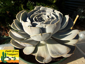 Graptoveria Demie Lune