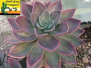 Graptoveria PGF23