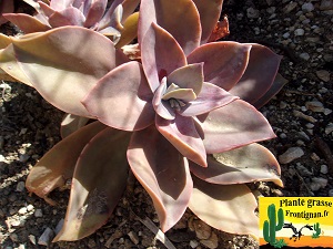 Graptoveria PGF64