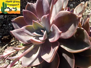 Graptoveria PGF65