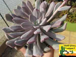 Graptoveria Topsy Debbie