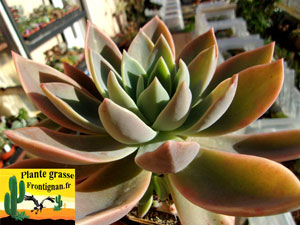 Graptoveria Waterlily